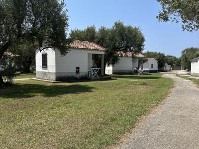 Piccoli bungalow bianchi tra gli ulivi, cielo sereno.