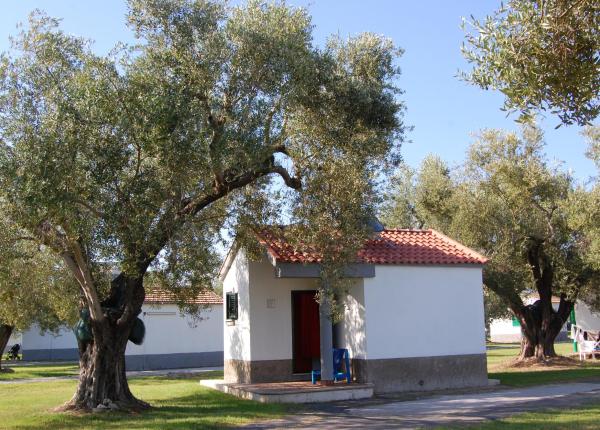 Petite maison blanche parmi les oliviers, toit rouge.