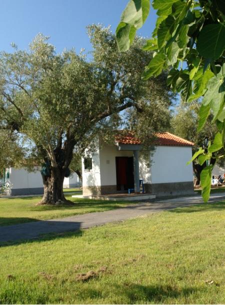 Piccola casa bianca con tetto rosso, circondata da ulivi e prato verde.