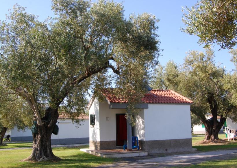 Piccola casa bianca con tetto rosso, circondata da ulivi in un prato verde.